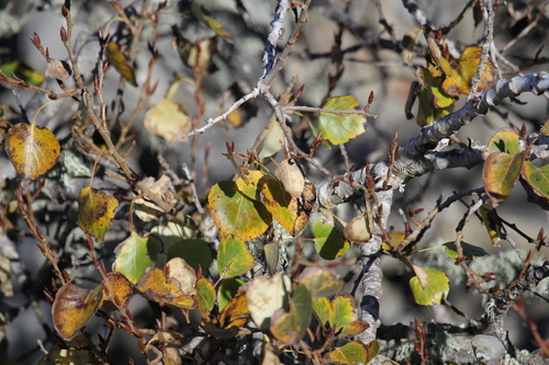 Populus trichocarpa (cottonwood)