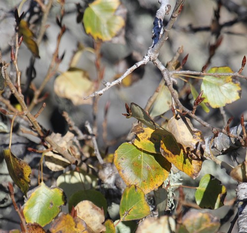 Populus trichocarpa (cottonwood)
