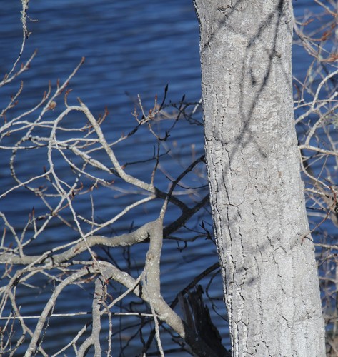 Populus trichocarpa (cottonwood)