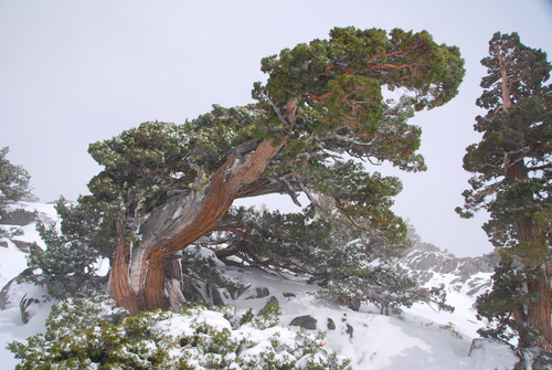 Juniperus grandis (Sierra juniper)