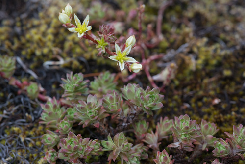 Sedum stenopetalum (Wormleaf Stonecrop) (alternate view 4)