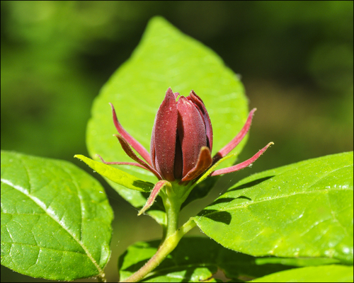 Calycanthus floridus (Carolina sweetshrub) (alternate view 3)