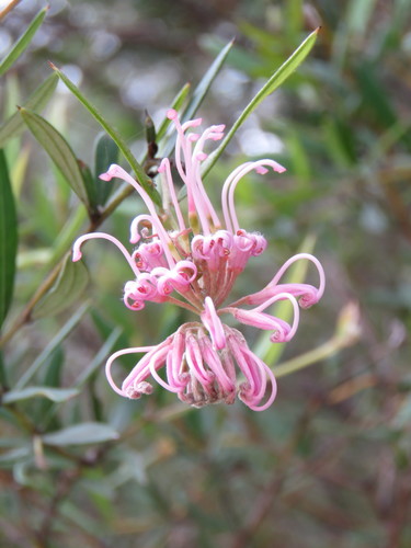 Grevillea sericea (Pink Spider Flower)