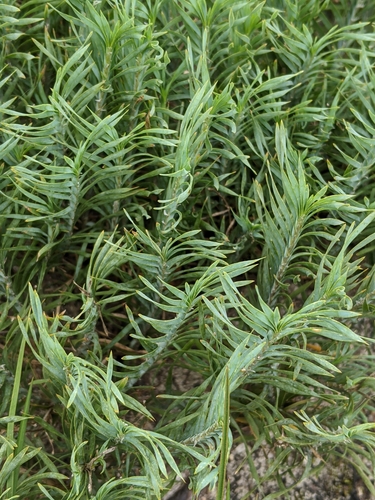 Lomandra obliqua (Fish Bones) (alternate view 8)