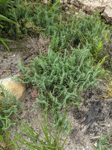 Lomandra obliqua (Fish Bones) (alternate view 9)