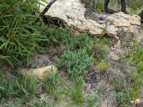 Lomandra obliqua (Fish Bones) (alternate view 10)