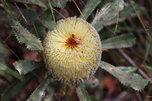 Banksia ornata (Desert Banksia)