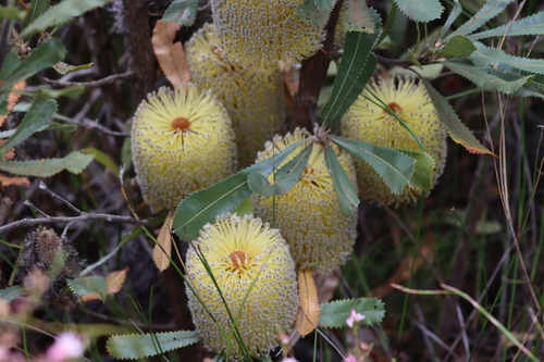 Banksia ornata (Desert Banksia) (alternate view 2)