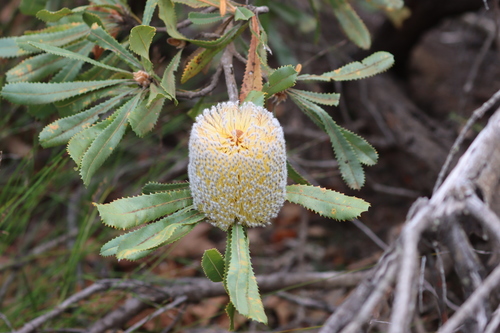 Banksia ornata (Desert Banksia) (alternate view 3)
