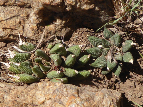 Haworthiopsis (Sixsided Haworthias) (alternate view 7)