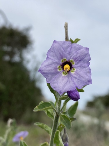 Solanum umbelliferum (bluewitch nightshade) (alternate view 10)