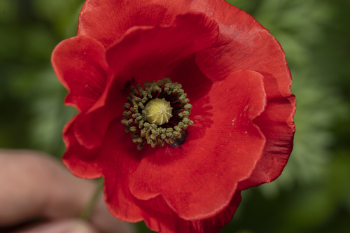 Papaver rhoeas (common poppy)