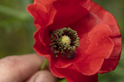 Papaver rhoeas (common poppy)
