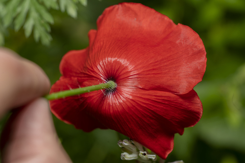 Papaver rhoeas (common poppy)