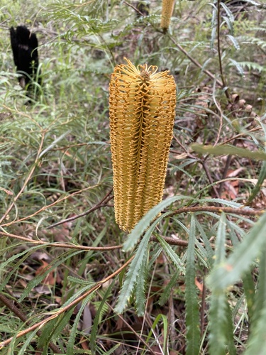 Banksia spinulosa (Hairpin Banksia) (alternate view 10)