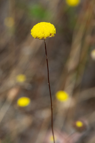 Leptorhynchos tenuifolius (Wiry Buttons) (alternate view 4)
