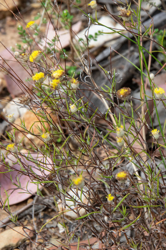 Leptorhynchos tenuifolius (Wiry Buttons) (alternate view 5)