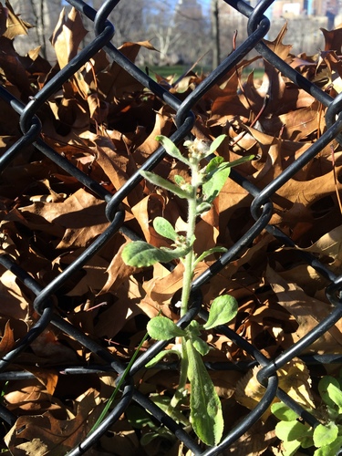 Gamochaeta pensylvanica (Pennsylvania Cudweed)
