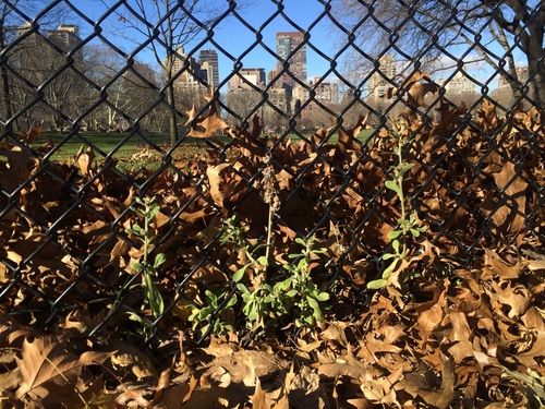 Gamochaeta pensylvanica (Pennsylvania Cudweed) (alternate view 2)