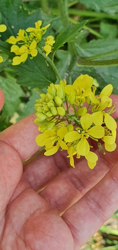 Sinapis alba (White Mustard)