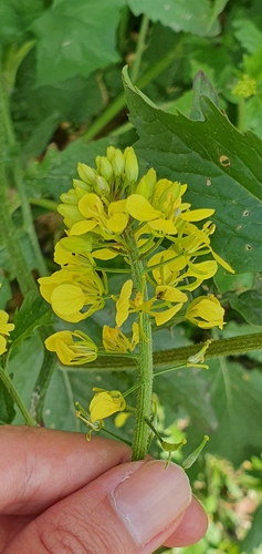 Sinapis alba (White Mustard)