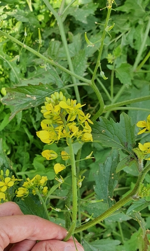 Sinapis alba (White Mustard)
