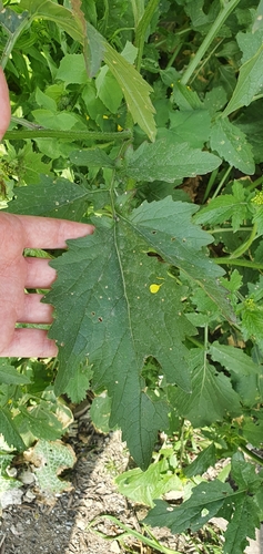 Sinapis alba (White Mustard)