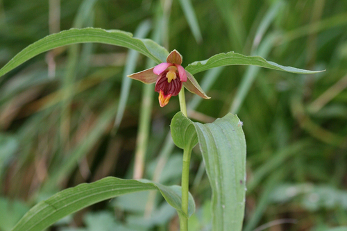 Epipactis (Helleborines) (alternate view 3)