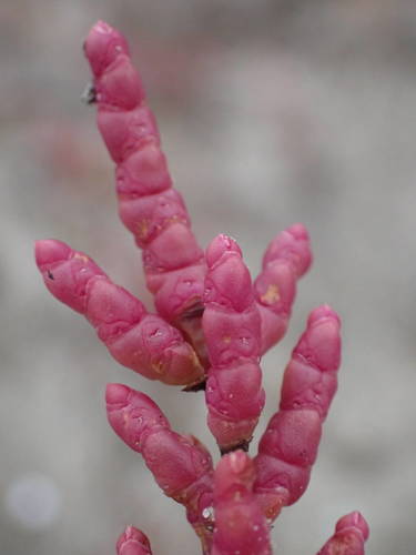 Salicornia europaea (Common Glasswort)