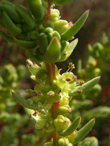 Suaeda vera (Shrubby Seablite) (alternate view 4)