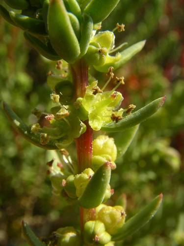 Suaeda vera (Shrubby Seablite) (alternate view 3)