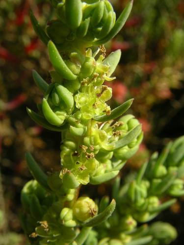 Suaeda vera (Shrubby Seablite) (alternate view 5)