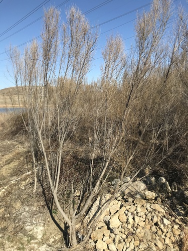 Baccharis neglecta (Poverty Weed) (alternate view 2)