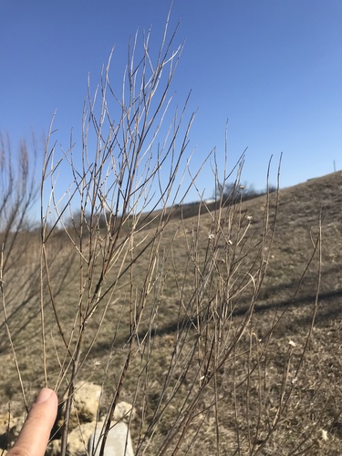 Baccharis neglecta (Poverty Weed) (alternate view 4)