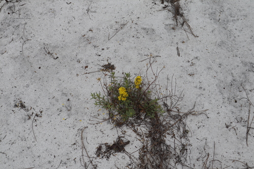Crocanthemum (Frostweeds) (alternate view 7)