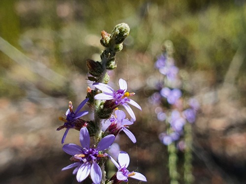 Olearia (Daisybushes) (alternate view 5)
