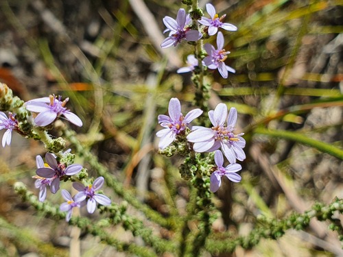Olearia (Daisybushes) (alternate view 7)