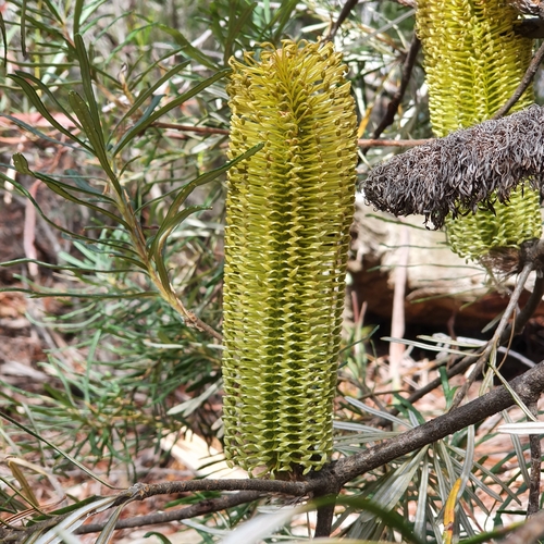 Banksia cunninghamii (alternate view 4)