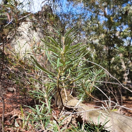Banksia cunninghamii (alternate view 5)