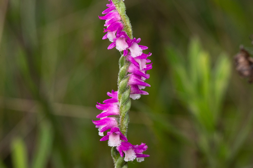 Spiranthes australis (austral ladies'-tresses) (alternate view 9)
