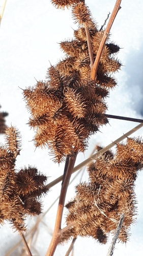 Glycyrrhiza lepidota (Wild Licorice) (alternate view 4)