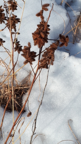Glycyrrhiza lepidota (Wild Licorice) (alternate view 5)
