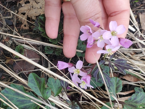 Cardamine californica (milkmaids) (alternate view 6)