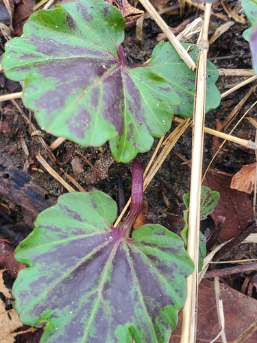Cardamine californica (milkmaids) (alternate view 8)
