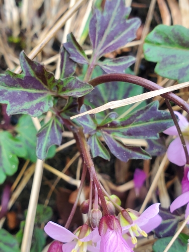 Cardamine californica (milkmaids) (alternate view 9)