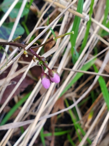 Cardamine californica (milkmaids) (alternate view 10)