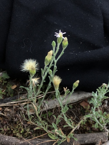 Vittadinia cuneata (Purple Fuzzweed)