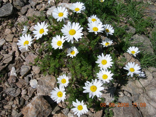 Tripleurospermum