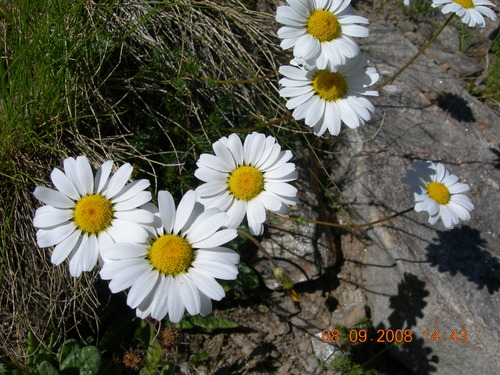 Tripleurospermum (alternate view 2)