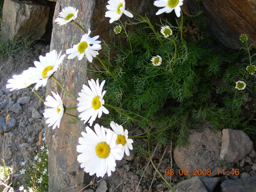 Tripleurospermum (alternate view 3)